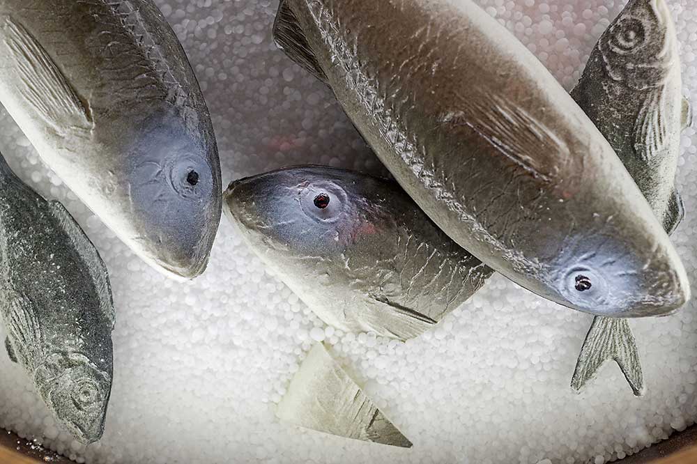 Modeller av saltad fisk som visar mat ombord på örlogsskepp.